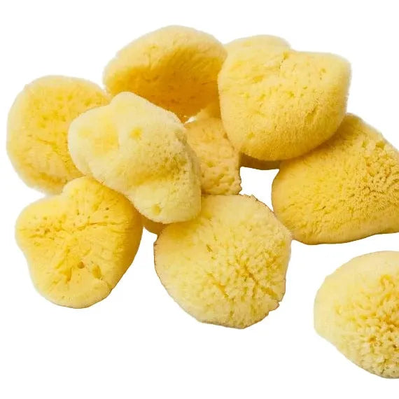 Natural Sea Sponge Small